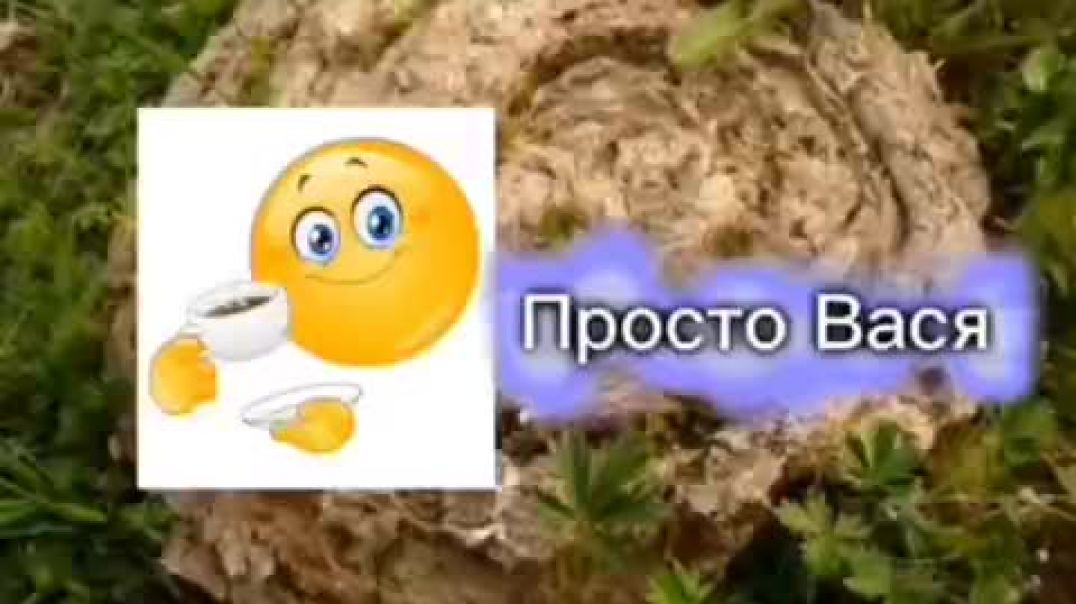 ⁣Сколько у тебя завтра пар по знаку зодиака? (дублер: Просто Вася)